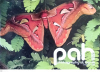 Image of Photography at Home (PAH) 2020